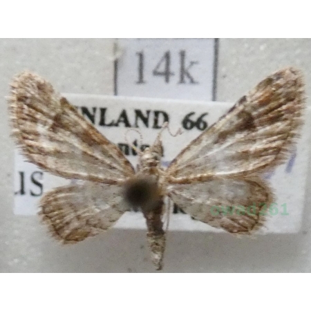 Gymnoscelis rufifasciata (Haworth, 1809) Grotniczek rudopasek Finland14k